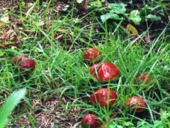 �L�m�R��T���Ă݂悤