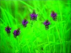 ウツボグサ