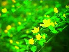 ヤマブキ