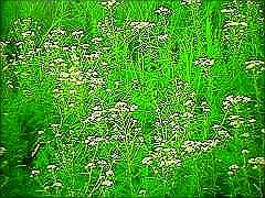 ヤマハハコ